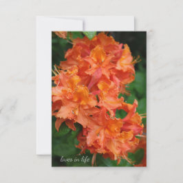 Oranje Rhododendron Notitiekaartje