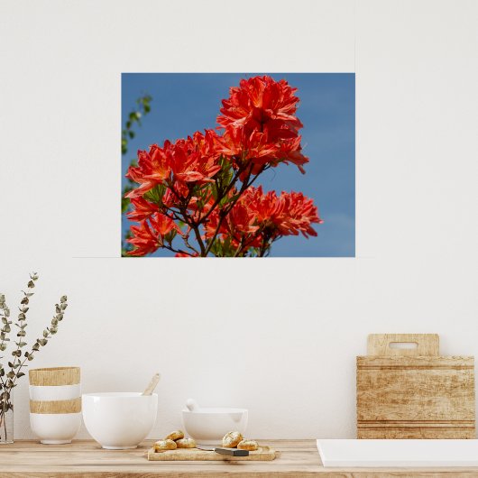 "Oranje Rhododendron" Poster (Keuken)