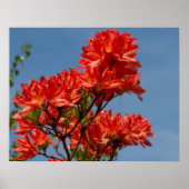 "Oranje Rhododendron" Poster (Voorkant)