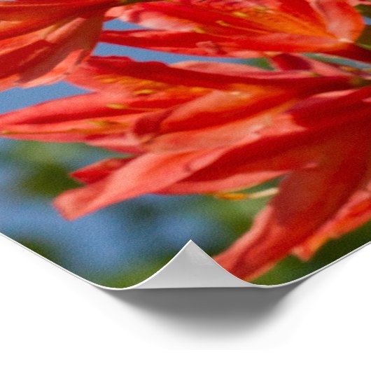 "Oranje Rhododendron" Poster (Hoek)