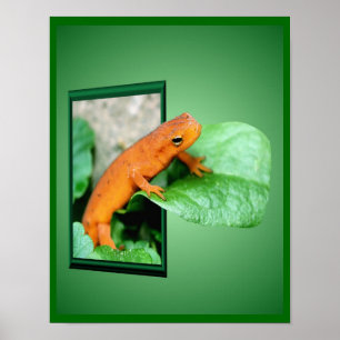 Oranje rode EFT salamander uit Lijst kunst Poster
