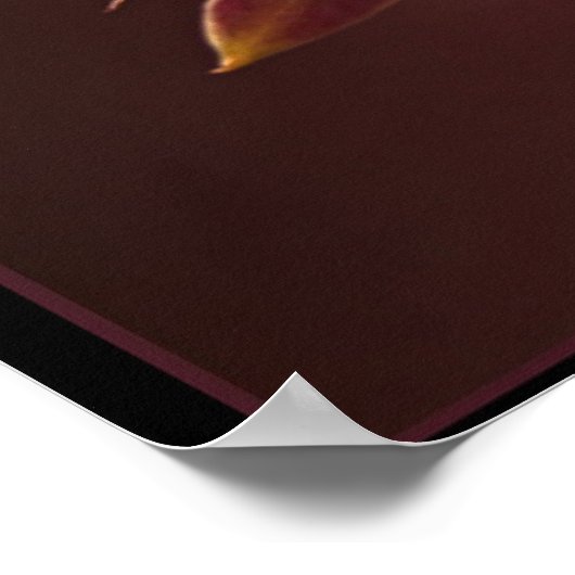 Oranje-rode orchidee poster (Hoek)