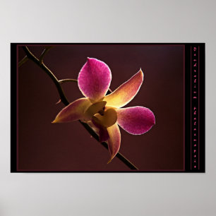 Oranje-rode orchidee poster