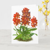 Oranje rode orchidee ventilator blanco noot Kaart (Gele Bloem)