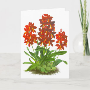 Oranje rode orchidee ventilator blanco noot Kaart