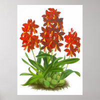  Oranje rode orchidee ventilator