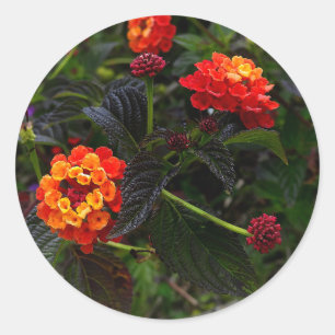 Oranje Rode Rood Lantana #1 Sticker