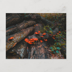 Oranje rode schimmels die op hout groeien briefkaart