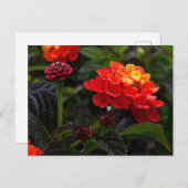 Oranje Rood Trailing Lantana #1-2 Briefkaart (Voorkant / Achterkant)