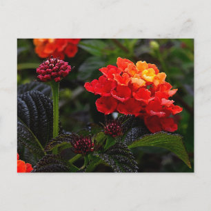 Oranje Rood Trailing Lantana #1-2 Briefkaart