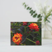 Oranje Rood Trailing Lantana #1 Briefkaart (Staand voorkant)