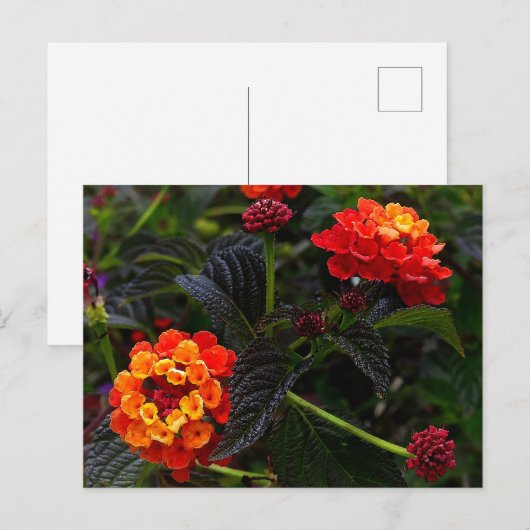 Oranje Rood Trailing Lantana #1 Briefkaart (Voorkant / Achterkant)