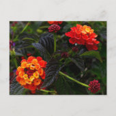 Oranje Rood Trailing Lantana #1 Briefkaart (Voorkant)