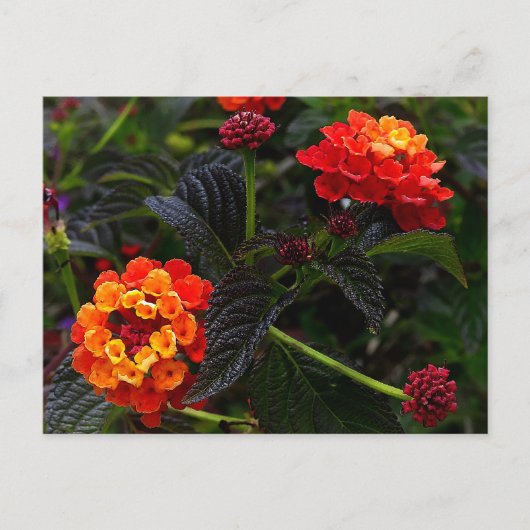 Oranje Rood Trailing Lantana #1 Briefkaart (Voorkant)