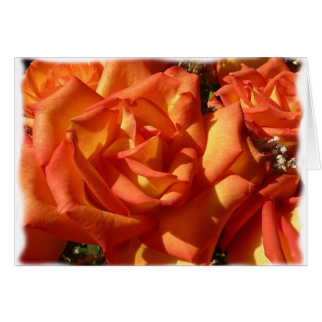 Oranje Roos (Voorkant Horizontaal)