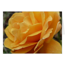 Oranje Roos