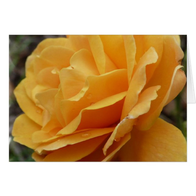 Oranje Roos (Voorkant Horizontaal)