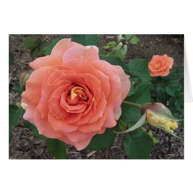 Oranje roos (Voorkant Horizontaal)