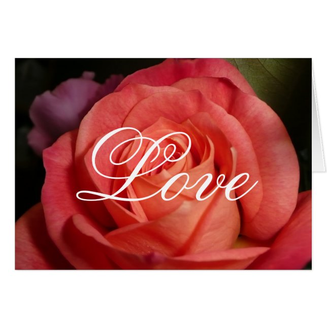 Oranje Roos (Voorkant Horizontaal)