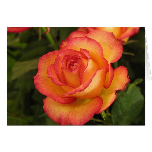 Oranje Roos (Voorkant Horizontaal)