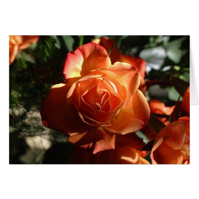 Oranje Roos (Voorkant Horizontaal)