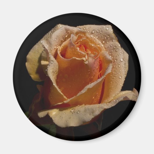 ORANJE ROOS 1 MAGNEET (Voorkant)