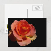 ORANJE ROOS 2 BRIEFKAART (Voorkant / Achterkant)