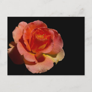 ORANJE ROOS 2 BRIEFKAART