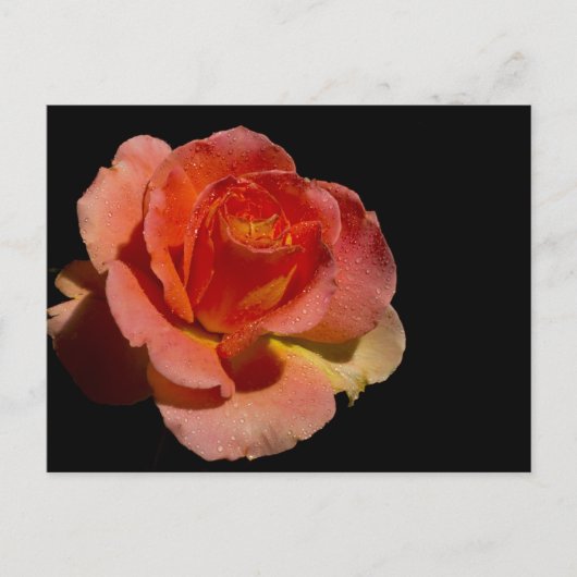 ORANJE ROOS 2 BRIEFKAART (Voorkant)