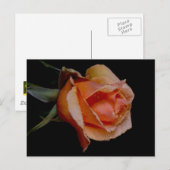 ORANJE ROOS 3 BRIEFKAART (Voorkant / Achterkant)