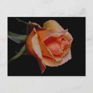 ORANJE ROOS 3 BRIEFKAART