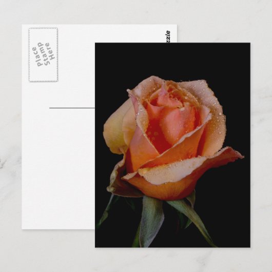 ORANJE ROOS 3 BRIEFKAART (Voorkant / Achterkant)