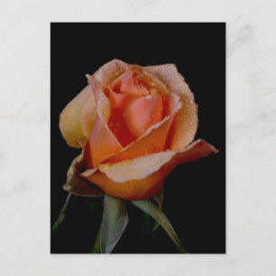 ORANJE ROOS 3 BRIEFKAART