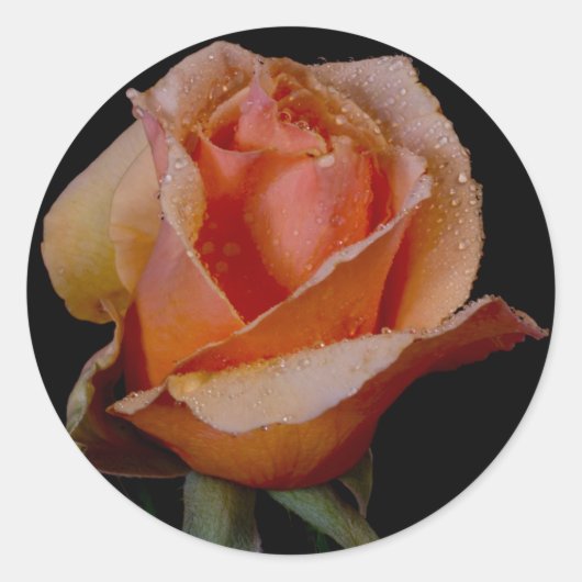 ORANJE ROOS 3 RONDE STICKER (Voorkant)