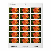 Oranje Roos Adres Etiket (Full Sheet)