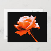 Oranje Roos Briefkaart (Voorkant / Achterkant)