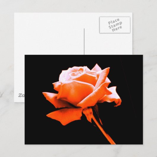 Oranje Roos Briefkaart (Voorkant / Achterkant)