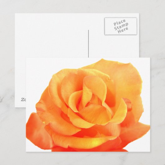 Oranje Roos Briefkaart (Voorkant / Achterkant)