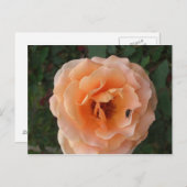 Oranje Roos Briefkaart (Voorkant / Achterkant)