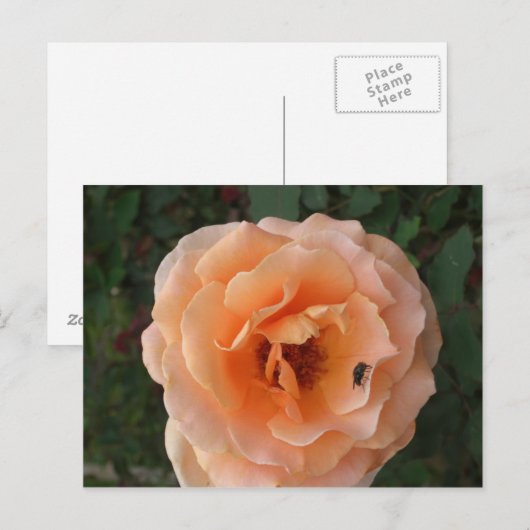 Oranje Roos Briefkaart (Voorkant / Achterkant)