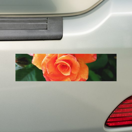 Oranje roos bumpersticker (Op auto)