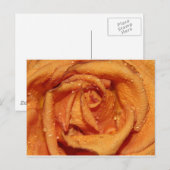 Oranje Roos Dewdruppels Briefkaart (Voorkant / Achterkant)