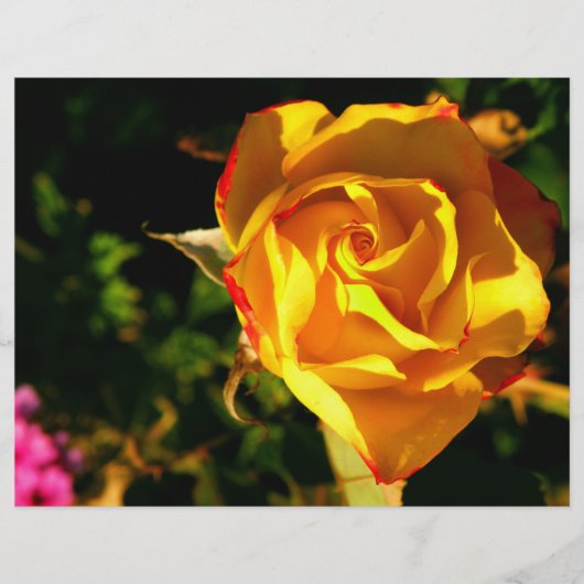 Oranje roos flyer (Voorkant)