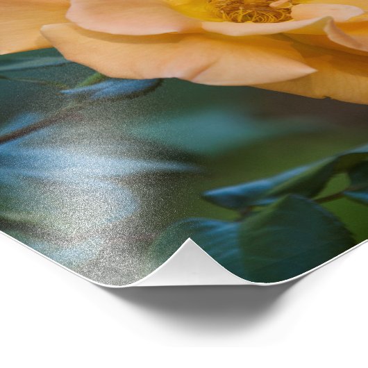 Oranje Roos Foto Afdruk (Hoek)