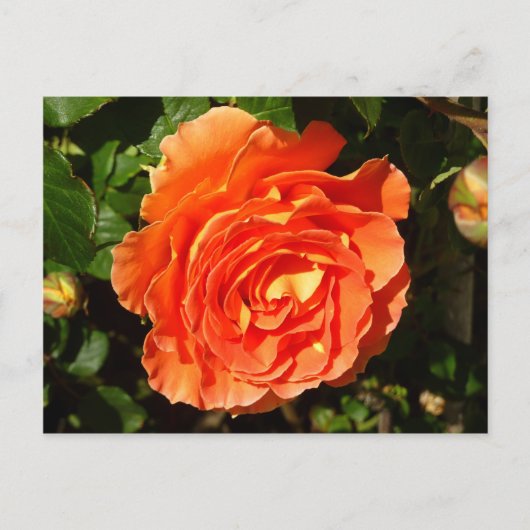 Oranje Roos I Floral Briefkaart (Voorkant)
