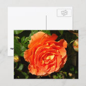 Oranje Roos I Floral Briefkaart (Voorkant / Achterkant)