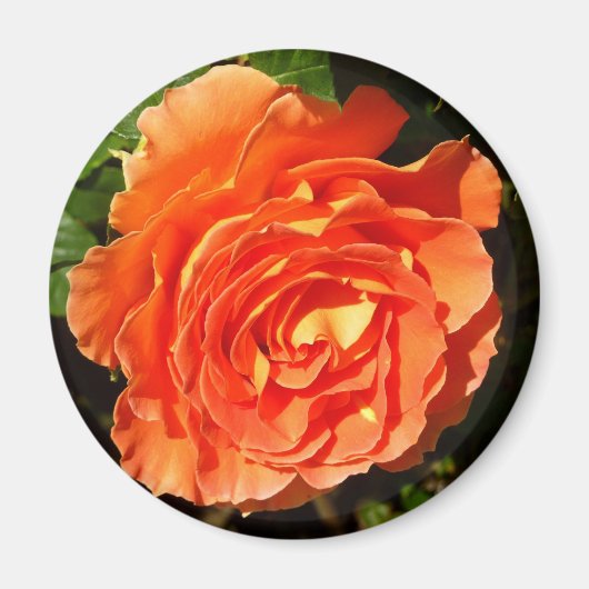Oranje Roos I  Floral Magneet (Voorkant)