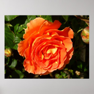 Oranje Roos I  Floral Poster