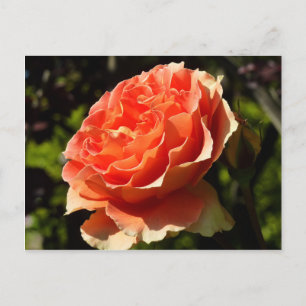 Oranje Roos II Mooie Floral Briefkaart