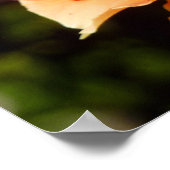 Oranje Roos II Mooie Floral Poster (Hoek)